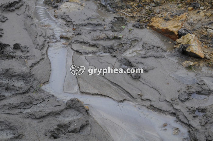 Transport de particules argileuses par les eaux du ruissellemet (falaise des Vaches noires, Calvados) - gryphea.org